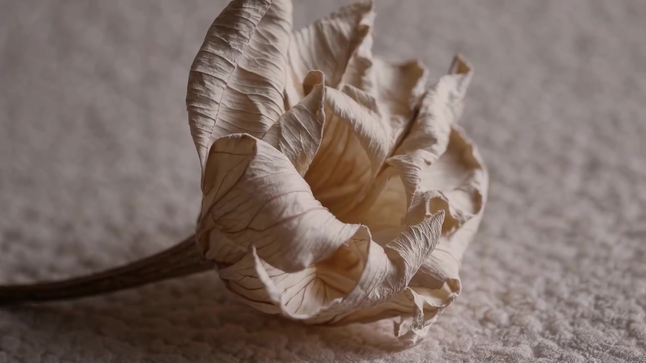 Primo piano di un fiore bianco essiccato su tessuto testurizzato