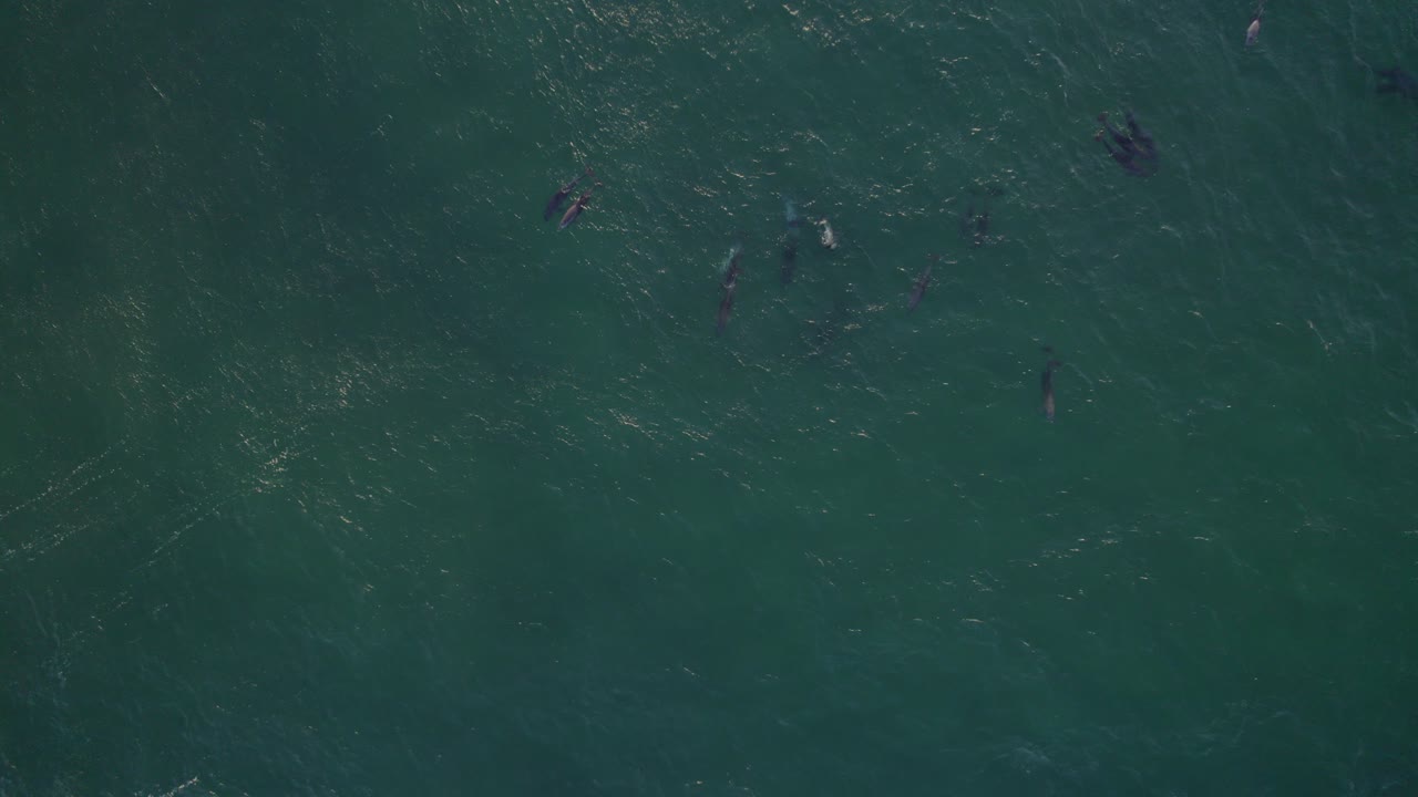 큰돌고래 떼가 있는 태즈먼 해의 조감도 - 공중 궤도