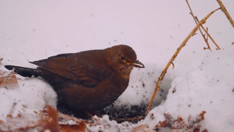 Amselfütterung-Im-Schnee,-Veluwe-nationalpark,-Niederlande,-Mittlere-Aufnahme