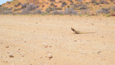 australian bearded dragon rests in the middle of a dusty outback road