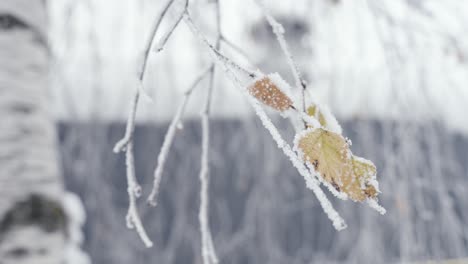 Gefrorenes-Orangenblatt,-Letzter-Rest-Der-Herbstsaison,-Kalter-Winterschneetag