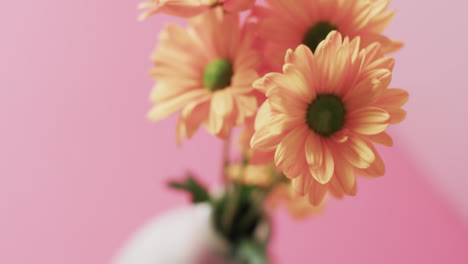 video of yellow flowers in white vase with copy space on pink background