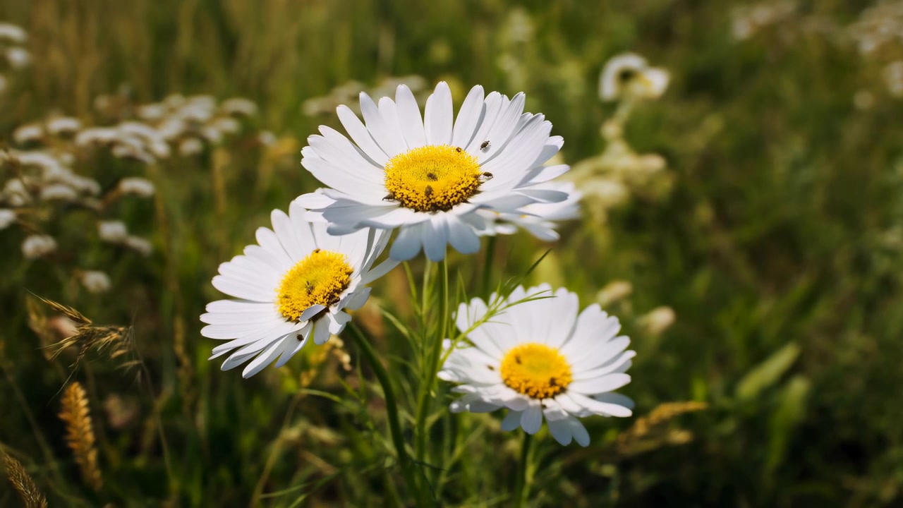 Close-up meadow scene shows white daisies with bright yellow centers blooming in warm sunlight, while hovering bees move among soft grass and blurred greenery, creating fresh summer calm