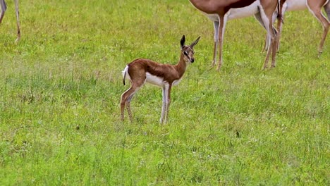 baby antilope springbok in grazende hd 30fps