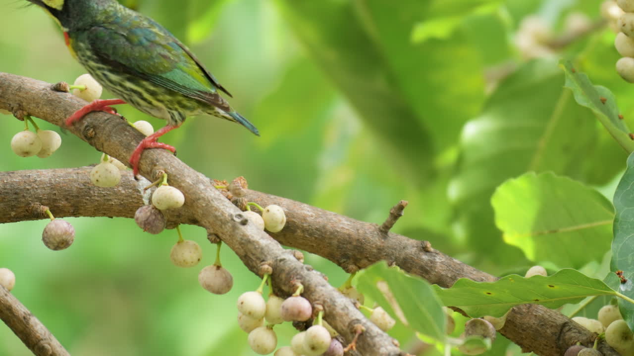 pájaro barbet de cobre encaramado en saltos de higos caducifolios y pico limpio contra una rama de árbol