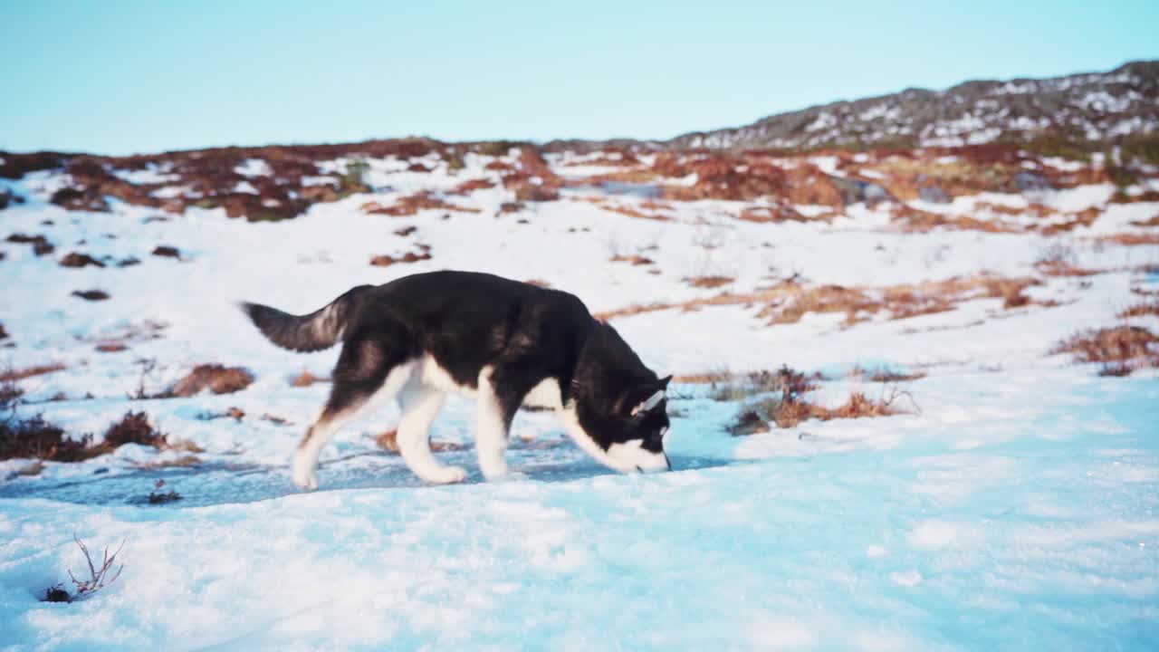 Alaskan Malamute-hund følger eieren sin som går på en snødekt sti