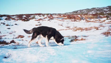 alaskan malamute dog following its owner walking at snowy trail