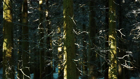 Sunset-or-sunrise-in-the-winter-pine-forest-covered-with-a-snow