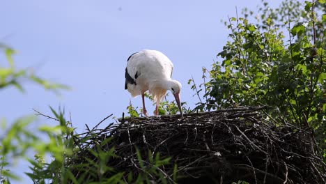Slow-motion-shot-of-white-stork-resting-on-nest-in-wilderness-during-sunny-day-against-blue-sky