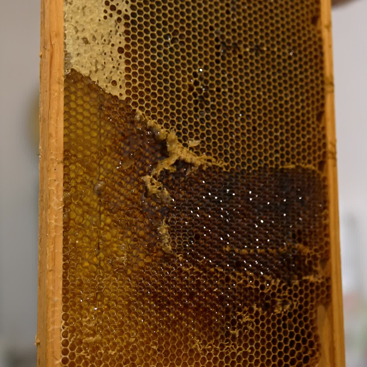 Beeswax organic honey farming. Wooden beehive wax harvesting