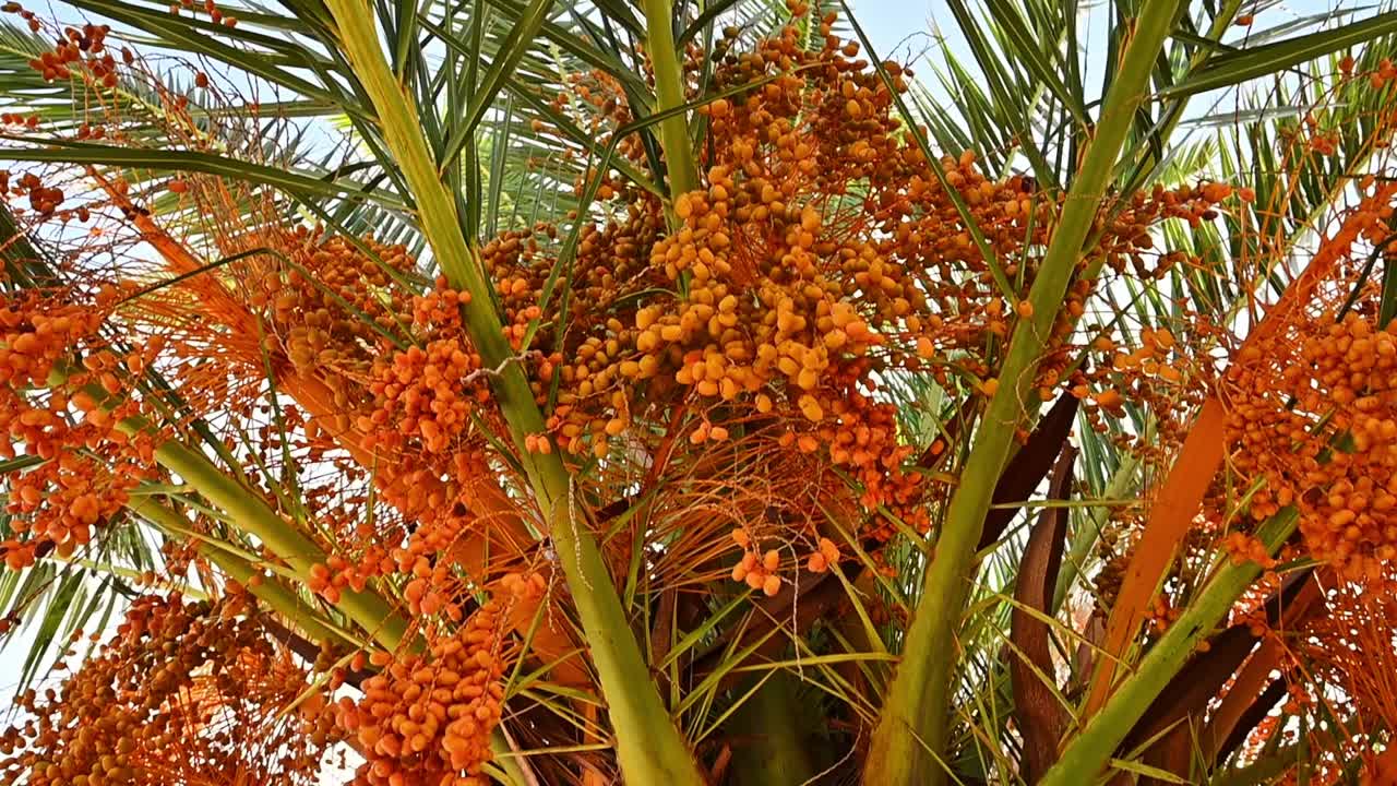 A palm tree full of fruits. Contrast of orange and green. Slow motion