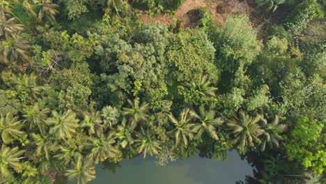 Toma-De-Vista-De-área-De-Selva-O-Bosque