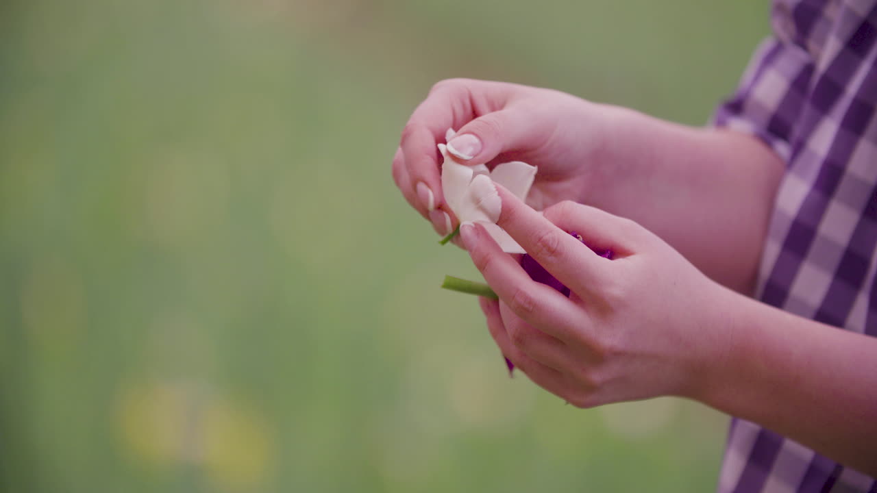 Tulip grower checks tulip crowns during cultivation