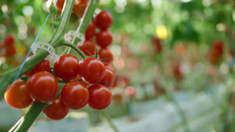 Nahaufnahme-Roter-Tomaten,-Die-Auf-Einem-Ast-In-Einem-Warmen,-Modernen-Gewächshauskonzept-Wachsen
