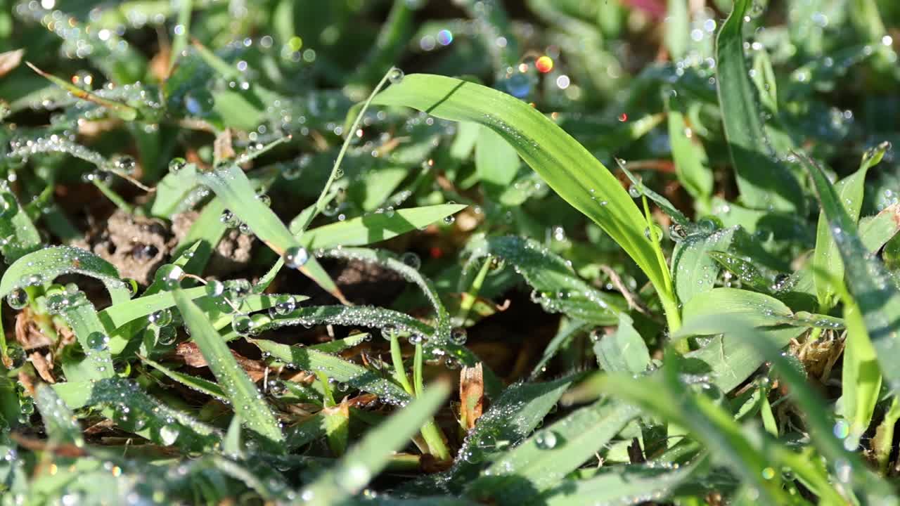 Detailed view of dew-covered grass blades glistening under bright sunlight, showcasing natural beauty and freshness.