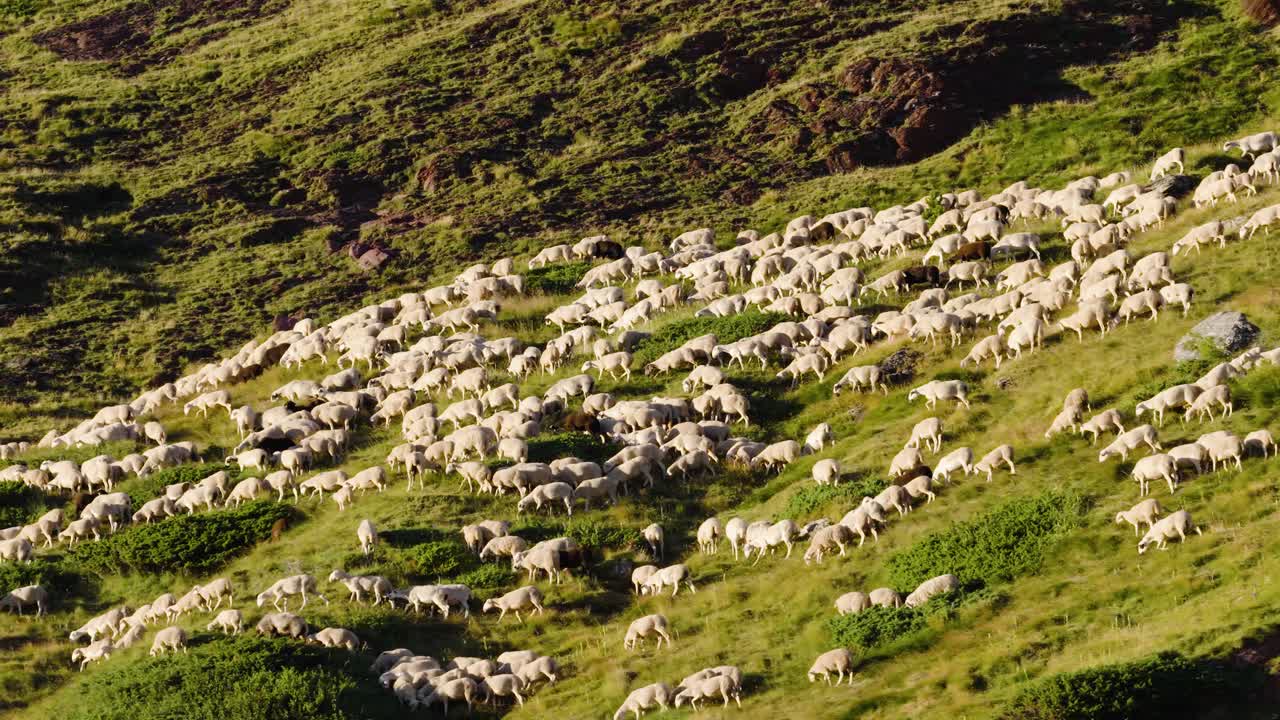 A herd of sheep grazing on a grassy mountain slope