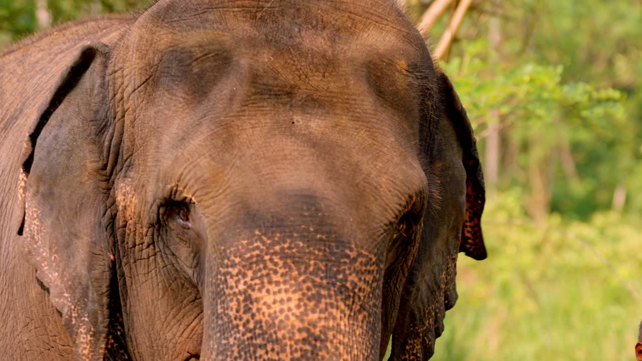 A herd of Asian elephants walks gracefully through the dense jungle at sunset in Sri Lanka.