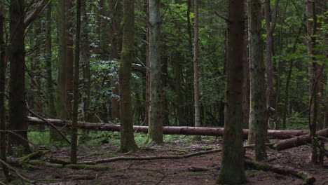 view looking through branches and leaves in forest with fallen tree trunk