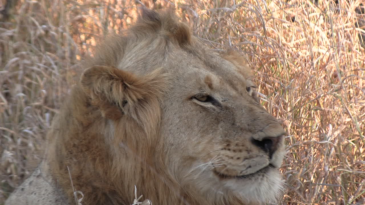 primer plano de un león macho luchando por sacar algo de su boca