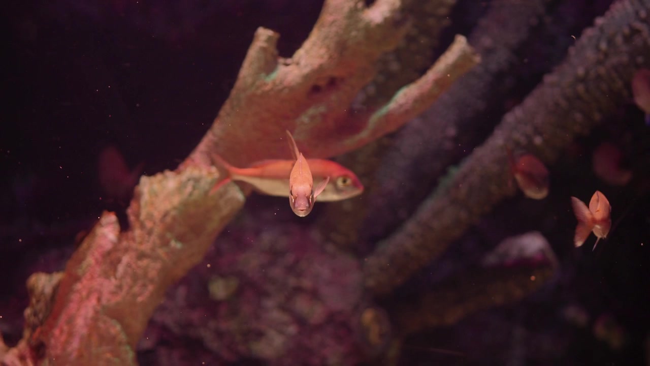 Piccolo pesce arancione che nuota in un acquario con barriera corallina