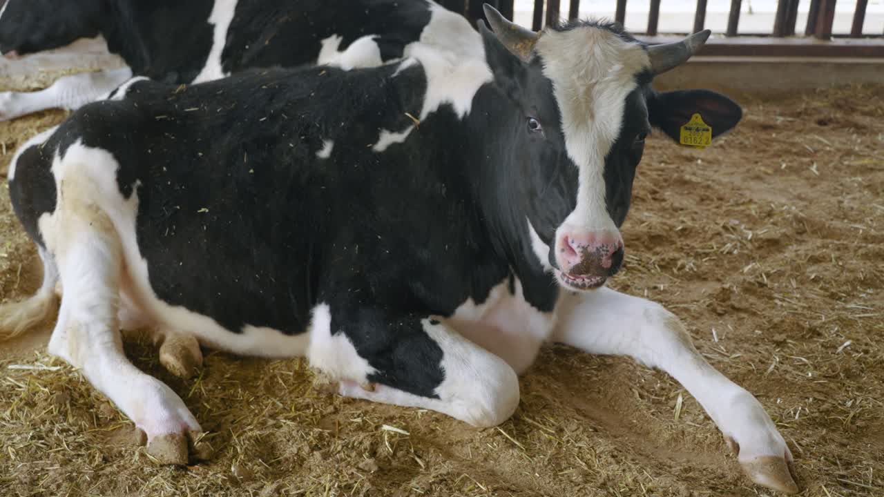 Mucca Holstein seduta sulla paglia che guarda verso la telecamera in un ambiente rustico di fattoria al coperto.