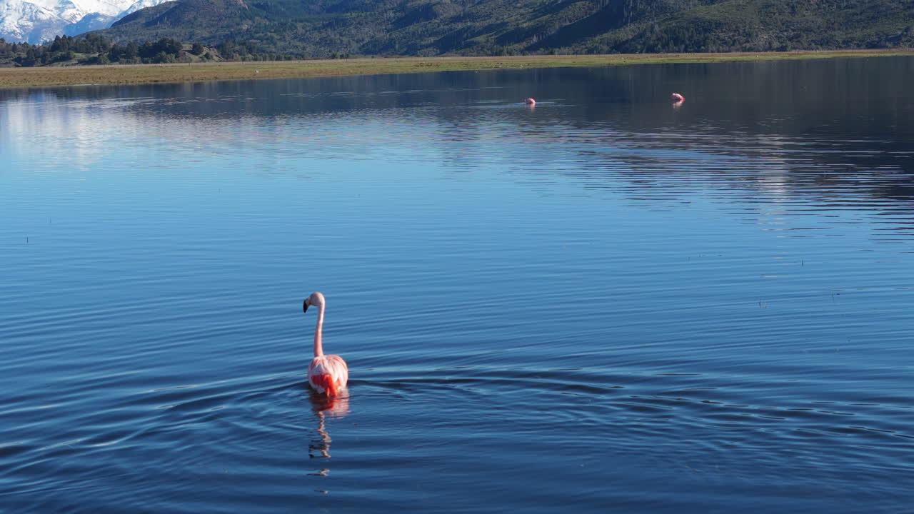 Close up of a Chilean flamingo swimming in a blue lake with other flamingos in the background, creating a serene and vibrant scene of wildlife in its natural habitat