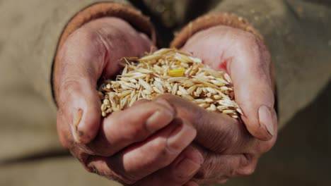 El-Granjero-Inspecciona-Su-Cosecha-De-Manos-Que-Sostienen-Semillas-De-Avena-Maduras.-Si-Bien-La-Avena-Es-Apta-Para-El-Consumo-Humano-Como-Harina-De-Avena-Y-Copos-De-Avena,-Uno-De-Los-Usos-Más-Comunes-Es-Como-Alimento-Para-El-Ganado.