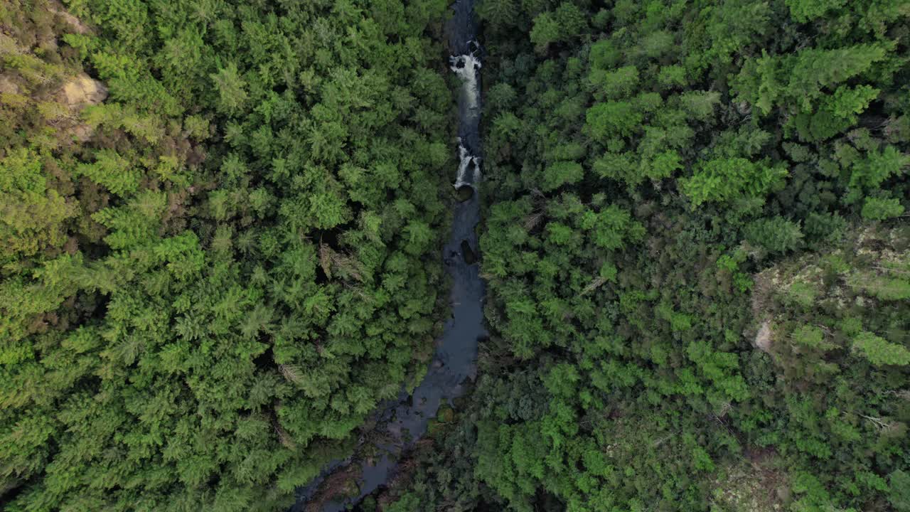 Aerial View of a River Flowing Through a Lush Forest