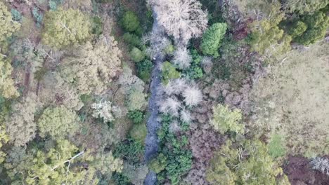 Imágenes-De-Drones-Descendentes-Del-Bosque-A-Lo-Largo-Del-Río-Coliban-Aguas-Arriba-De-Las-Cataratas-Trentham-Después-De-Una-Tormenta-El-10-De-Junio-De-2021,-Victoria,-Australia