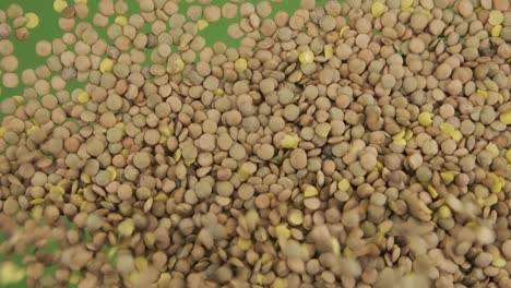 top view of falling down lentils grains. the seeds fall and fill the green screen. grain background