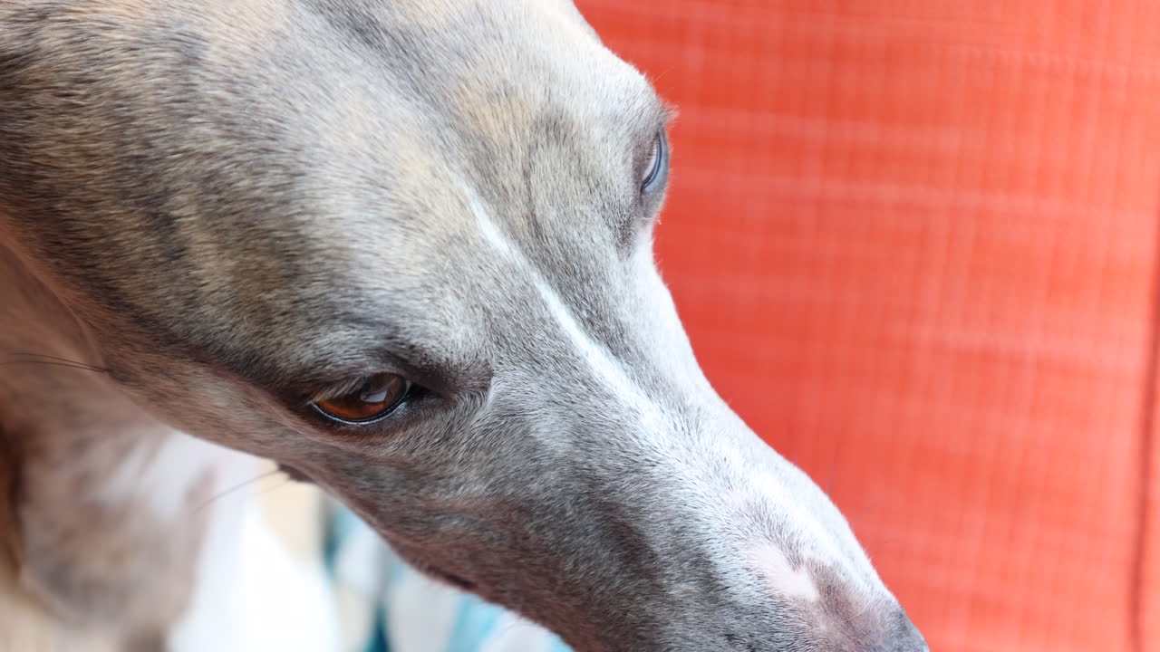 Whippet Dogs Face sitting in chair. 4K.