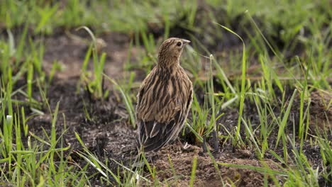 Ein-Weiblicher-Witwenvogel-Mit-Langem-Schwanz,-Der-In-Einer-Afrikanischen-Savanne-Auf-Dem-Boden-Sitzt