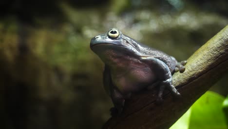 dark grey tree frog on branch