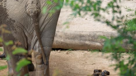 back view of elephants walking out from muddy puddle covered with mud on a sunny day in an african savanna