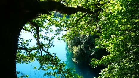 Sparkling-tropical-paradise-blue-lagoon-lake-through-dense-jungle-woodland-foliage