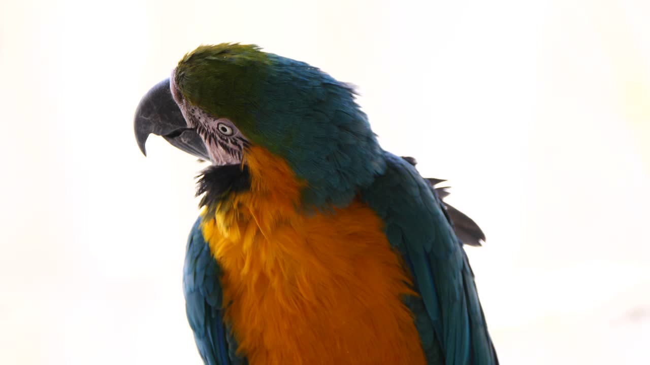 cerca de loro guacamayo azul y amarillo en la naturaleza contra el cielo brillante - cámara lenta