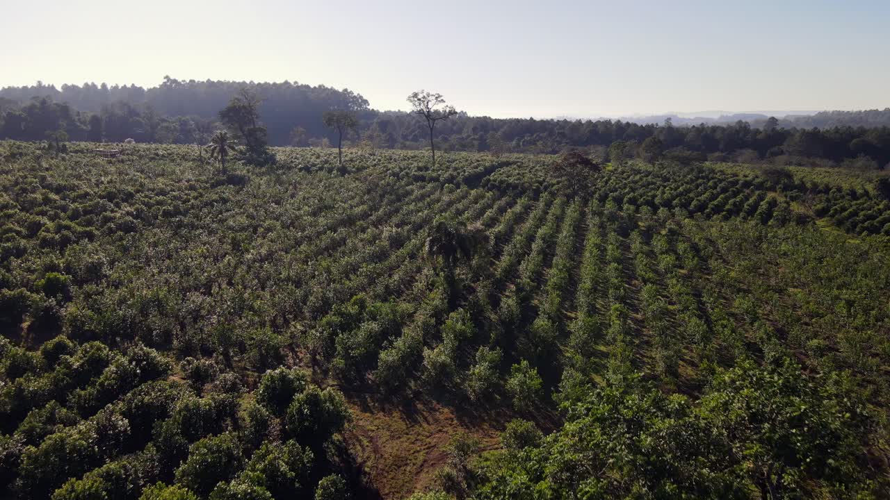 Volando bajo sobre pequeños árboles verdes en campo agrícola, Argentina