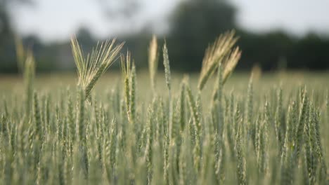 Look-on-the-grain-field