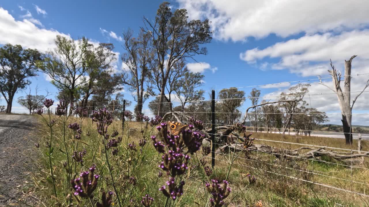 보라색 꽃 에서 을 모으는 곤충 들