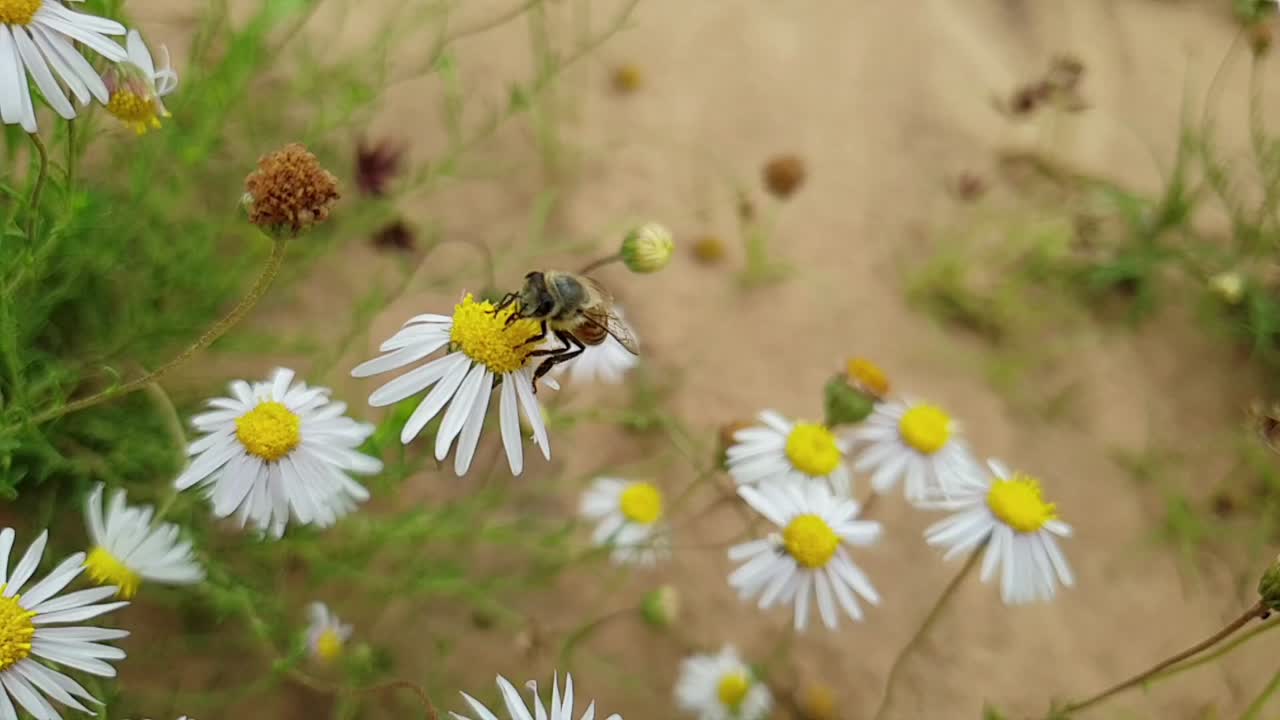 Macro ravvicinata di un'ape mellifera africana che raccoglie polline e vola in slow motion su fiori di margherita sudafricana bianchi, con sabbia marrone e piante verdi sullo sfondo con effetto bokeh sfocato