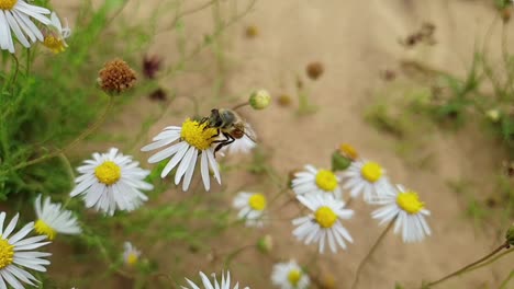 Close-up-macro-of-african-honey-bee-collecting-pollen-and-flying-in-slow-motion-footage-on-white-south-african-daisy-flowers-with-brown-sand-and-green-plants-in-the-background-bokeh-blur