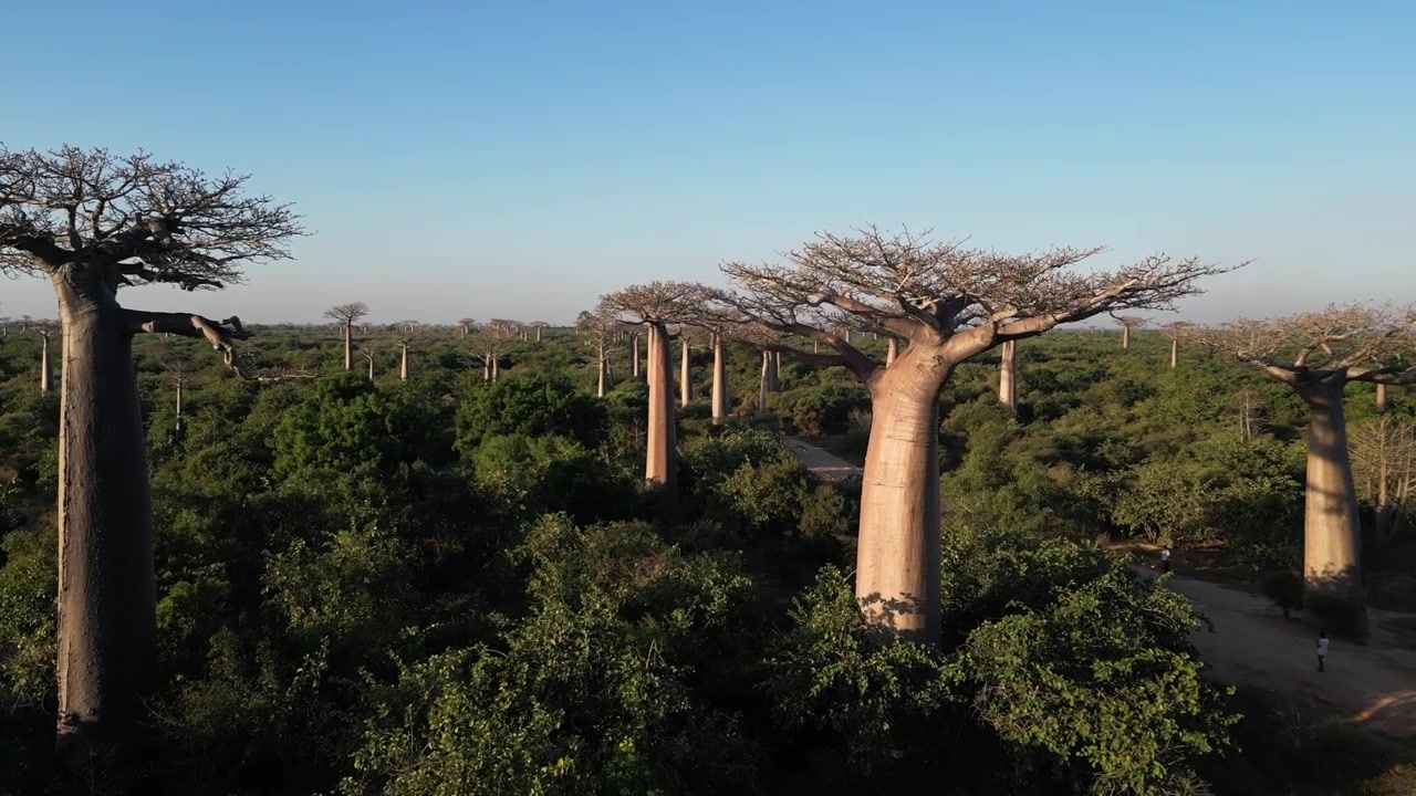 Madagaskar'ın Morondova şehrindeki Baobab Yolu'nun drone ile gün batımı manzarası. İkonik antik orman örtüsünün havadan görünümü.