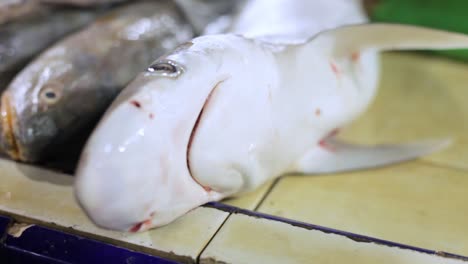 closeup portrait of a dead small shark sold in a southeast asia traditional fish market