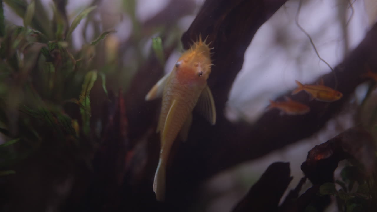 pez dorado nadando en un pequeño estanque