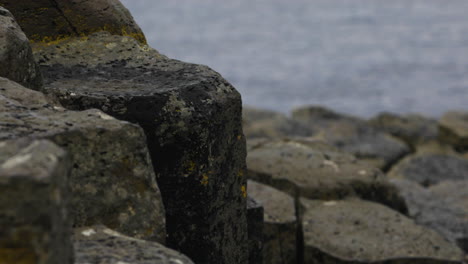 Stromatolites-colony-forming-microbial-mats-on-a-basalt-coastline