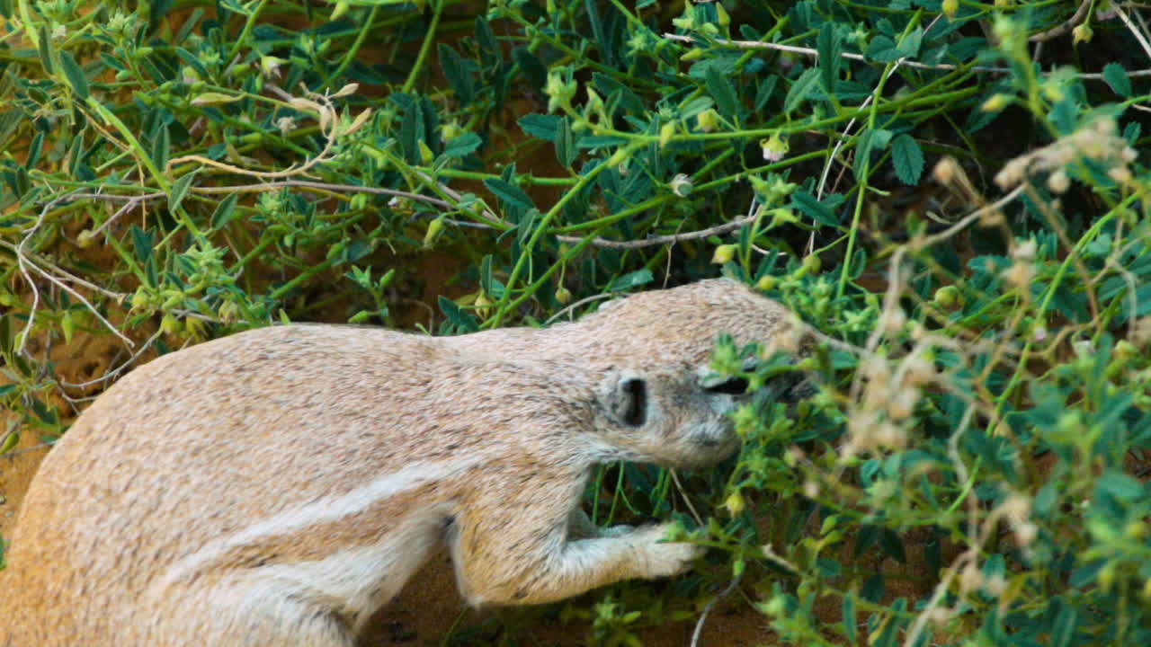 Ripresa al rallentatore di uno scoiattolo terricolo sudafricano che si nutre su un arbusto verde.