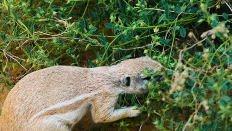 slow motion shot of south african ground squirrel feeding on a green bush