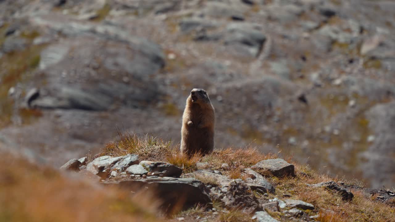 Alpine marmot standing upright on rocky ground while calling in sunlight