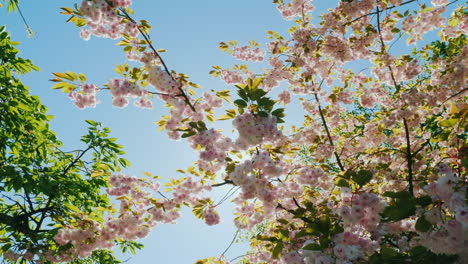 florecer en un día soleado