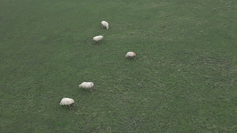 Blick-Aus-Der-Vogelperspektive-Auf-Mollige,-Flauschige-Weiße-Schafe-Auf-Grüner-Englischer-Weide